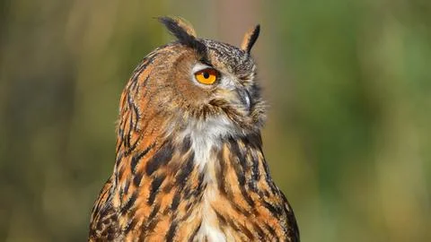 Eagle owl posing, close-up, looking front Stock Photos
