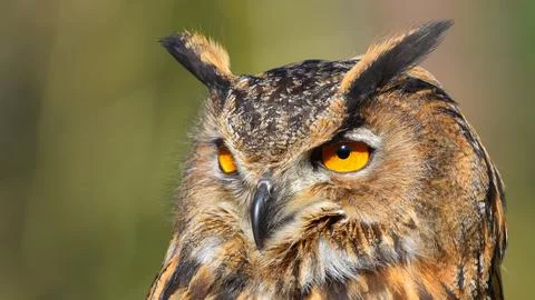 Eagle owl posing, close-up, looking front Stock Photos
