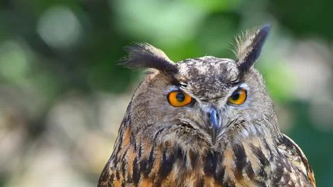 Eagle owl posing, close-up, looking front Stock Photos