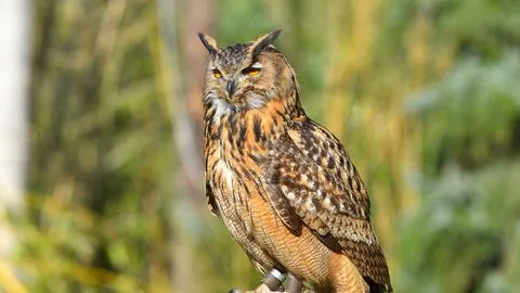 Eagle owl posing, close-up, looking front Foto stock