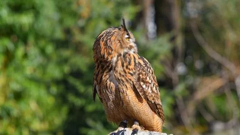 Eagle owl posing looking to the right Foto stock