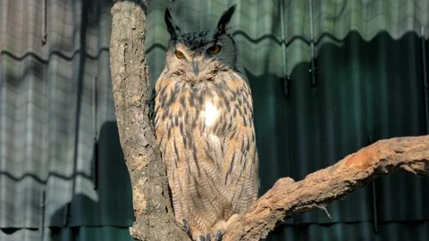 Eagle-owl is sitting on the tree branch and staring at the camera in the forest Video stock 152205896