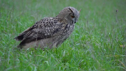Eagle owl in slow motion Video stock 127120234