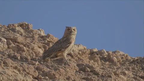 Eagle Owl Standing Alert on a Rocky Ridge Against Blue Sky Stock Footage 338034688
