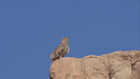 Eagle Owl Standing on the Edge of a Desert Cliff Stock Footage 338034736