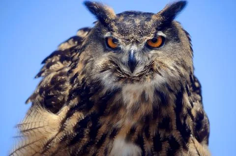 EAGLE OWL stares into camera Stock Photos