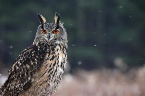 Eagle Owl Staring Stock Photos