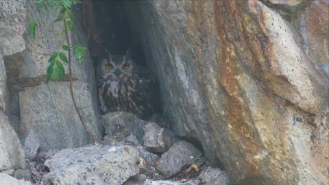 Eagle Owl Staring From a Shaded Rock Crevice Nest Site 4K Stock Footage 345779758