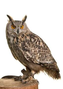 Eagle owl on a tree trunk isolated at a white background Stock Photos