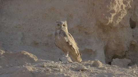 Eagle Owl Turning to Face the Camera on a Desert Ledge Stock Footage 338034662