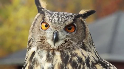 Eagle Owl turning head- Closeup Stock Footage 83084091