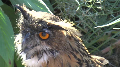 Eagle Owl Turning Head Stock Footage 67572268