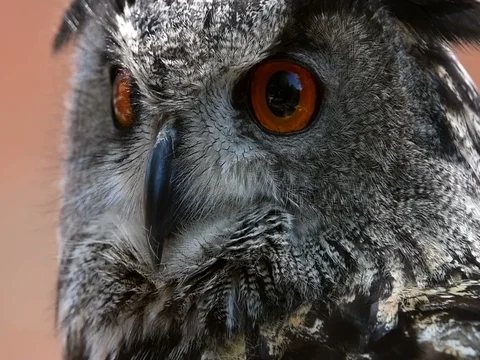 Eagle owl turns head Stock Footage 76965985