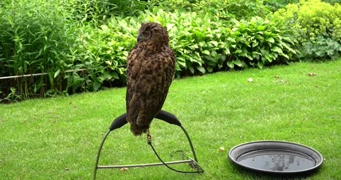 Eagle owl in York, England Stock Footage 345254917