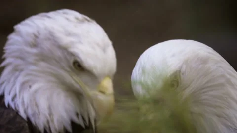 Eagle pair building nest closeup Video stock 170515737