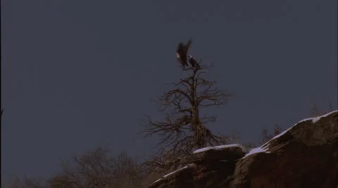 Eagle pair, flys out of tree, Co. Stock Footage 27092395