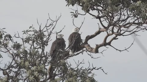 Eagle pair slow-motion Stock Footage 48917515