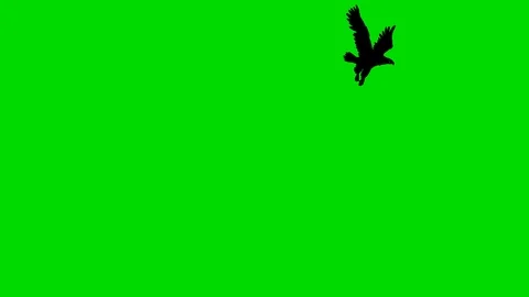 Eagle passes from above Stock Footage 100509369