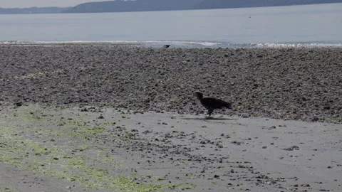 Eagle pecking fish on rocky beach at low tide, slow motion 스톡 동영상 314030439