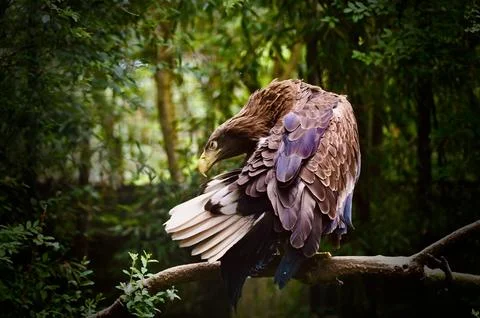 Eagle Perched on a Branch in a Forest Stock Photos