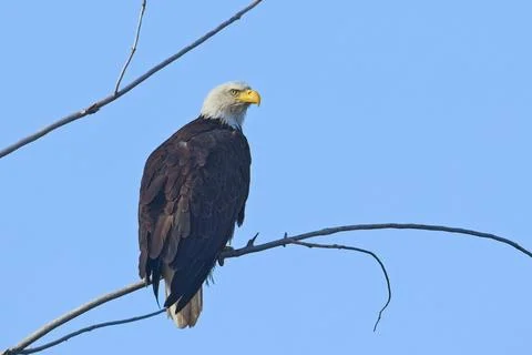 Eagle perched on a clear day. Stock Photos