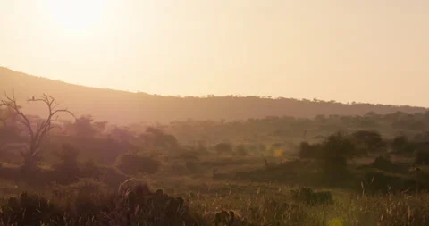 An eagle perched on dead tree in golden lit savannah Stock Footage 310972855