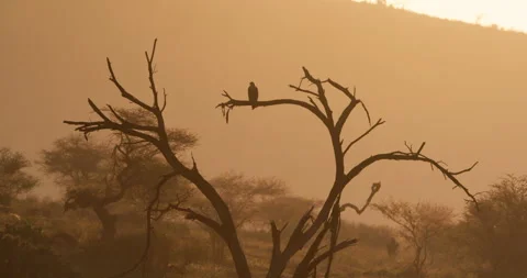 An eagle perched on dead tree in golden lit savannah Vídeo Stock 310973472