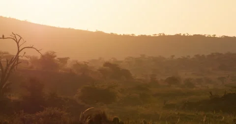 Eagle perched on dead tree overlooking golden lit savannah Stock Footage 310971826