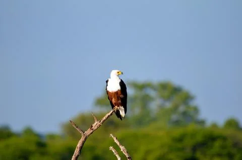 Eagle perched on dead tree Stock Photos