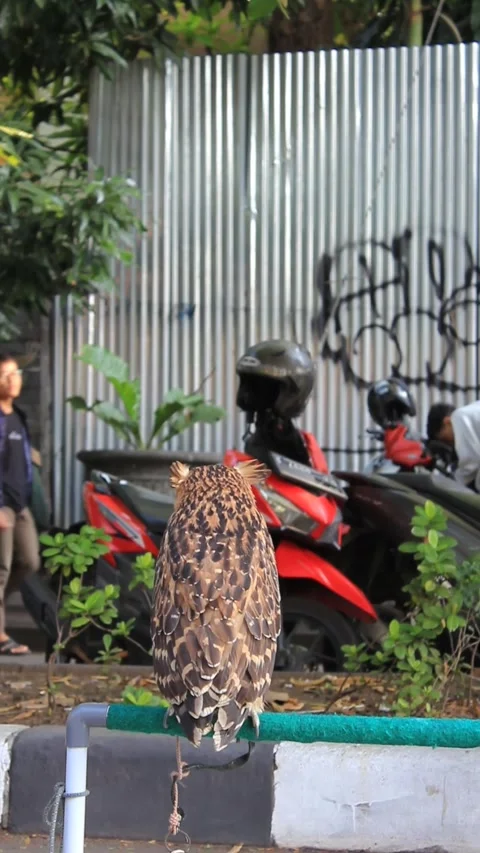 Eagle perched on an iron pole Stock Footage 286918301