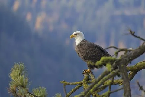Eagle perched in a pine tree. Stock Photos