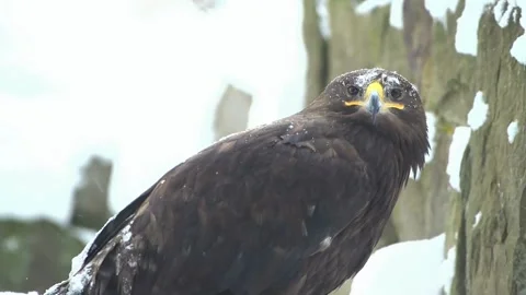 Eagle perched on snowy rock face watching intently in winter weather. Stock-Footage 341133479