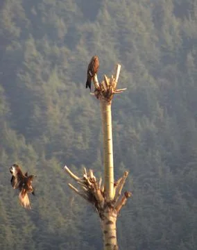 An eagle perched on top of a bare tree, with another about to land. Stock Photos