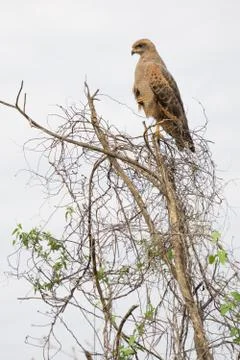 Eagle perched on top of tree Foto stock