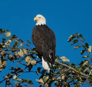 Eagle perched in tree against blue sky background Stock Photos