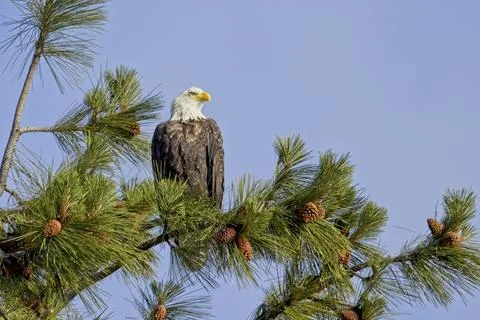 Eagle is perched in a tree against the sky. Stock Photos