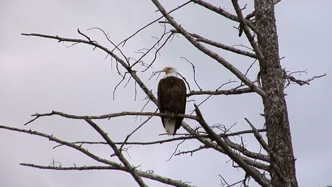 Eagle perched on tree branch; scanning (framed to center) Stock Footage 90401098