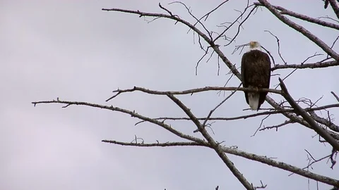 Eagle perched on tree branch; scanning (framed to right for text on left) Stock-Footage 90401376