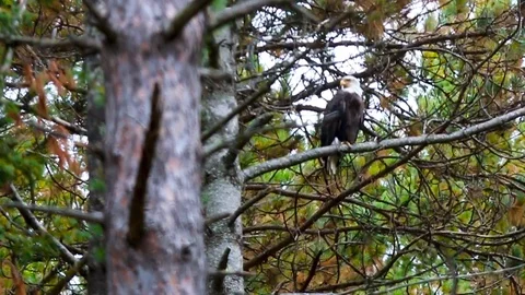 Eagle Perched in a Tree Stock Footage 115270034