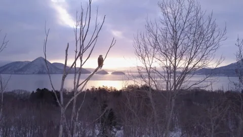 Eagle perched in tree with lake winter at sunrise Stock Footage 304028029