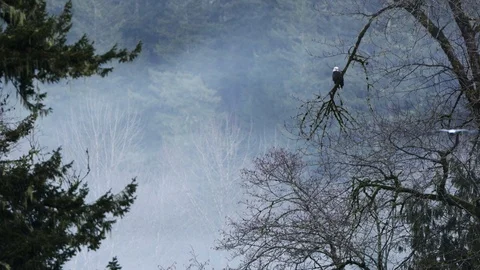 Eagle Perched In A Tree With Sea Gull Flying Nearby Video stock 121209666