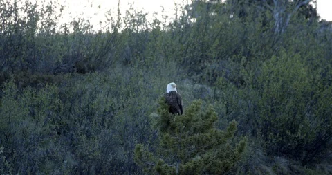 Eagle perched on a tree - Static slow motion tripod shot. Stock Footage 94664987