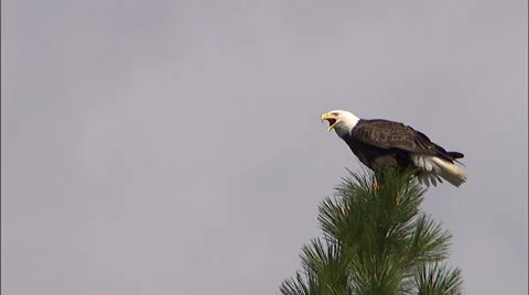 Eagle Perched on Treetop 1 Stock Footage 885541