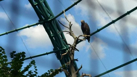 The eagle perches high on a tree branch inside its enclosure, looking around Stock Footage 240579990