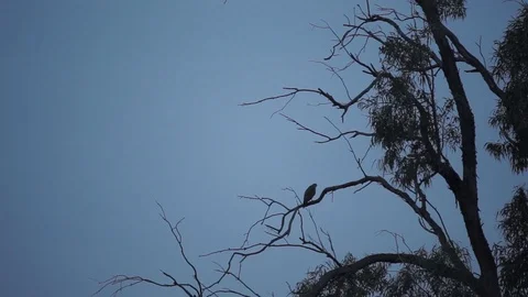 Eagle perching on tree branch and flying away at sunrise Stock Footage 93149682