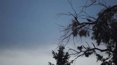 Eagle perching on tree branch at dusk and flying away Stock Footage 93149865