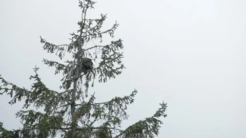 Eagle perching on a tree Stock Footage 97591407
