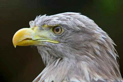 Eagle Stock Photos