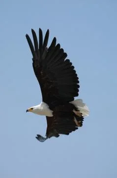 Eagle Stock Photos