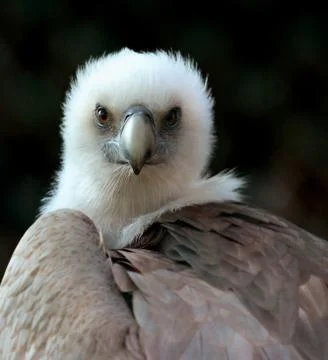 Eagle Stock Photos